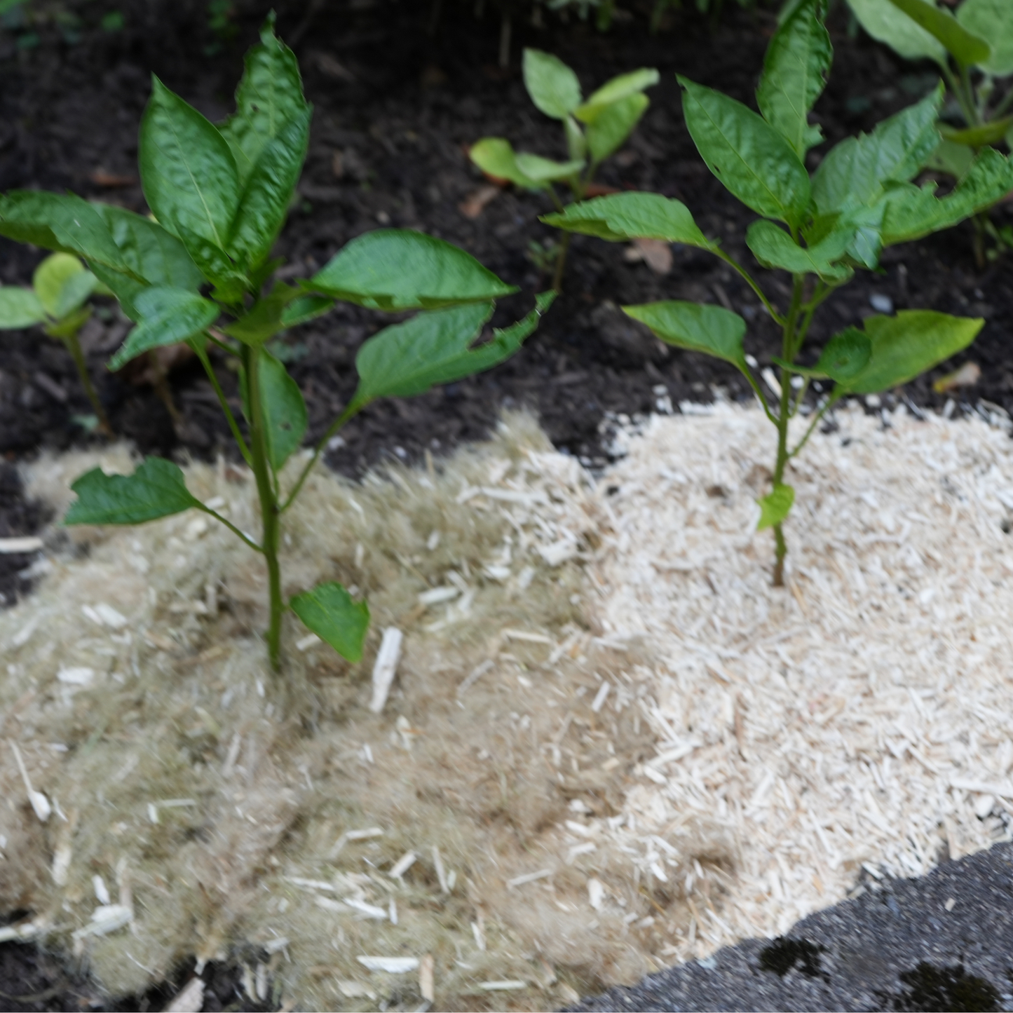 Hemp Peat Additive & Amendment